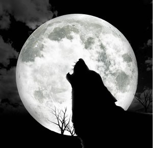 wolf howling at the full moon