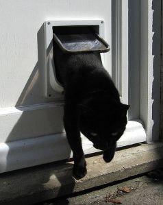 black cat using a cat flap