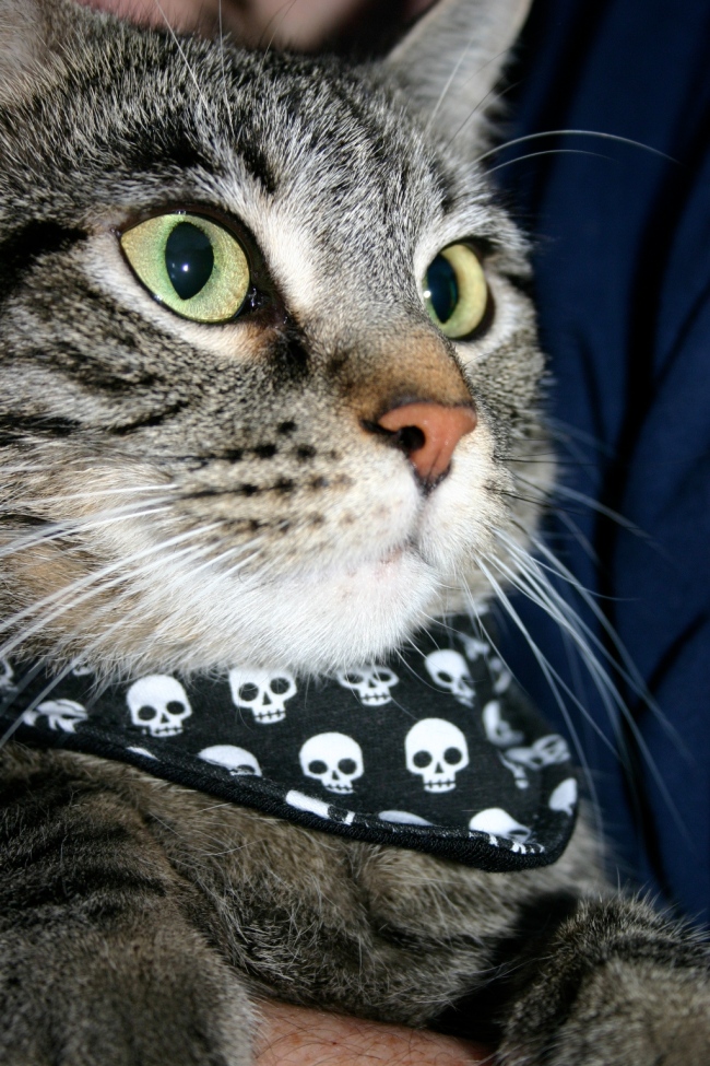 Trixie wears a skull bandana
